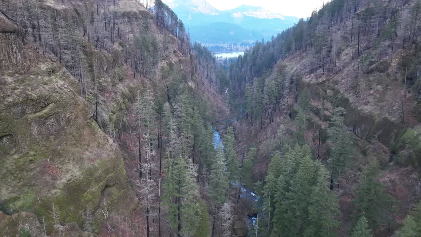 Damage from a 2017 forest fire is still evident in the standing trees surrounding Tanner Creek in the Columbia River Gorge, Oregon. The Eagle Creek fire burned over 50,000 acres over several months.