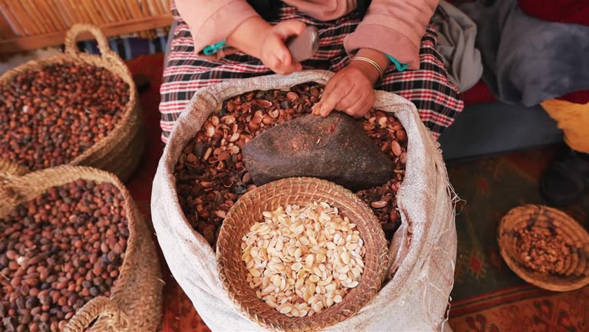 Close up of woman's hands peeling Argan fruits on the Argan oil factory Morocco