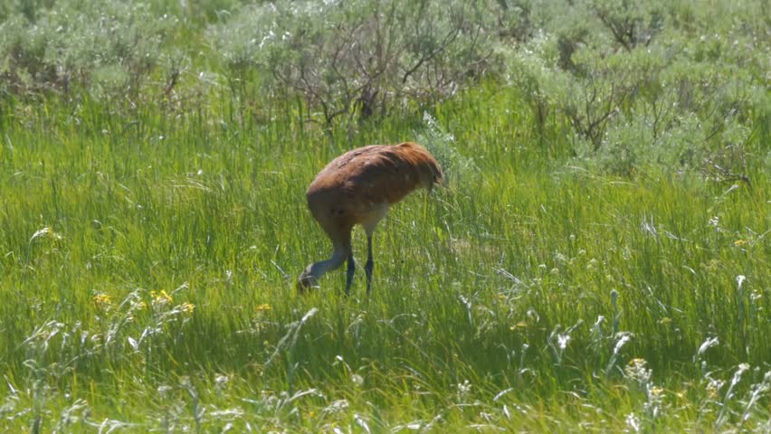 A beautiful Sandhill Crane (Antigone canadensis) standing in tall green grass. Mackenzie river, Northwest territories ( NWT) Canada.