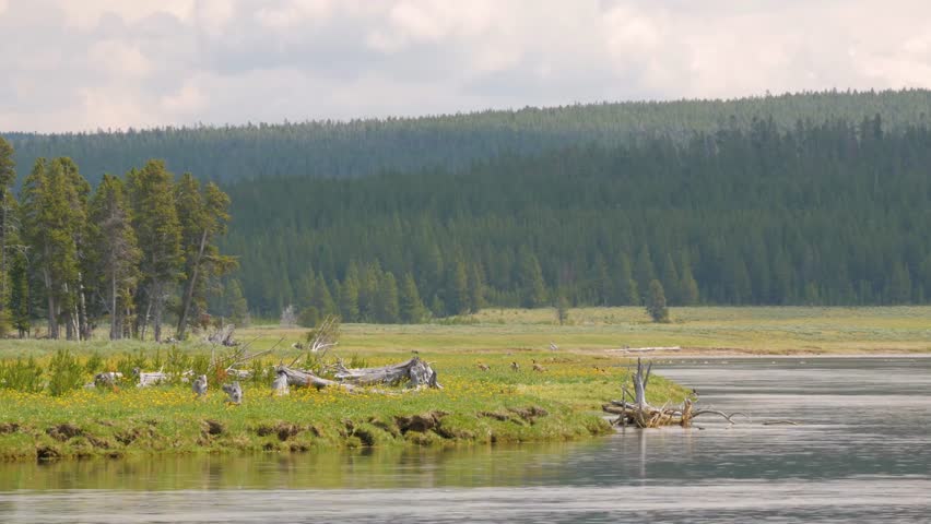 landscape and trees at Trout Lake in Lamar Valley in Yellowstone National Park in Wyoming.