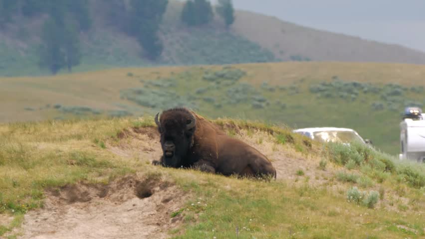 Close up of an American Bison resting in Lamar Valley in Yellowstone National Park, Wyoming, USA.