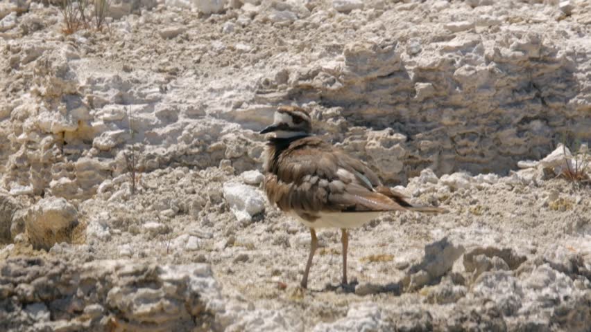 Close up of a killdeer (Charadrius vociferus) Preening its feathers at Mammoth Hot Springs in Yellowstone National Park, Wyoming, USA.