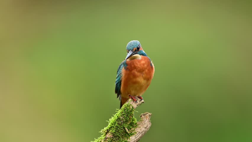 European Kingfisher ( Alcedo atthis ) close up