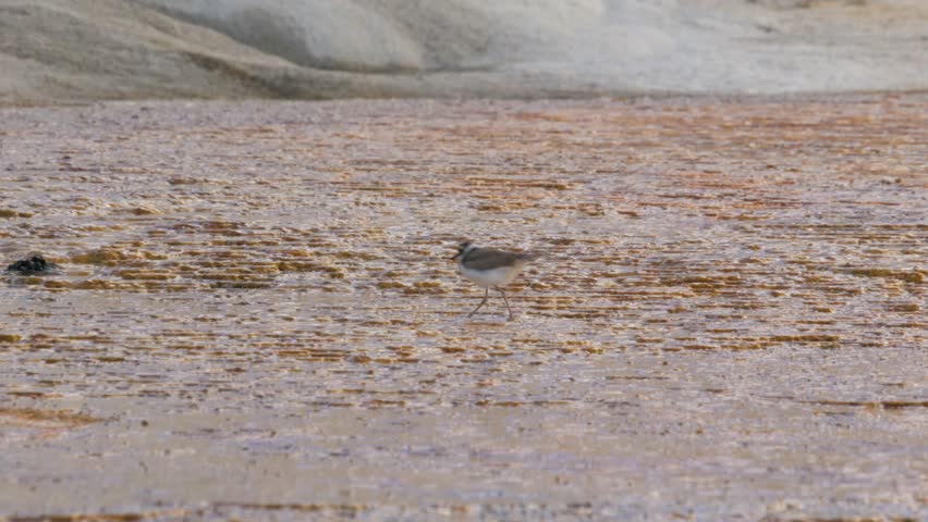 Close up of a killdeer (Charadrius vociferus) foraging at Mammoth Hot Springs in Yellowstone National Park, Wyoming, USA.