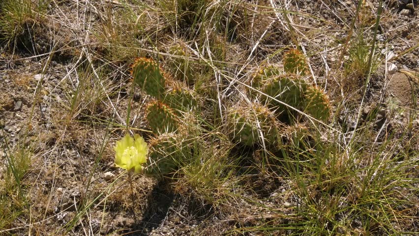 Opuntia polyacantha is a common species of cactus known by the common names plains pricklypear, starvation pricklypear.