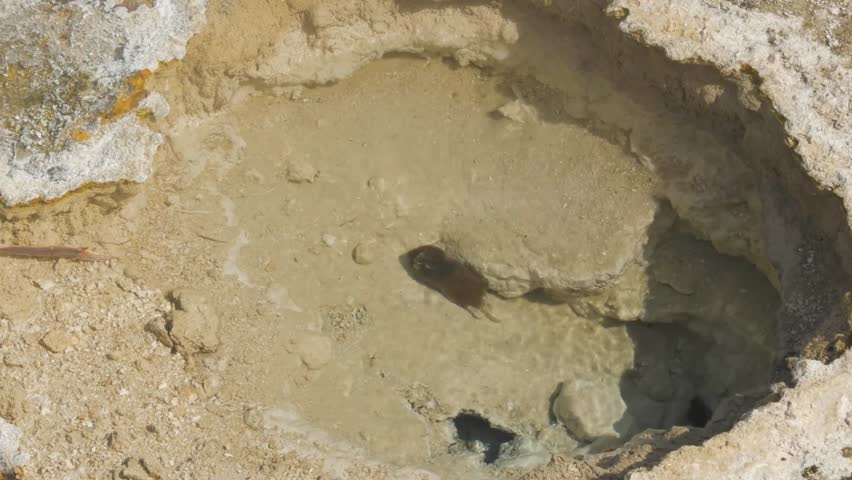 A tiny geyser in Mammoth Hot Springs in Yellowstone National Park in Wyoming.