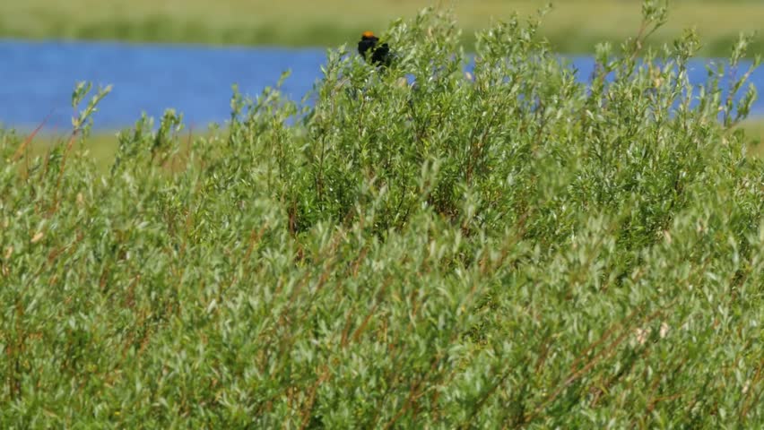 Windy day in wetland marsh: Red-winged Blackbird (Agelaius phoeniceus) perches on cattail.