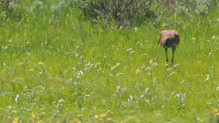 The sandhill crane (Antigone canadensis) is a species of large crane of North America and extreme northeastern Siberia.