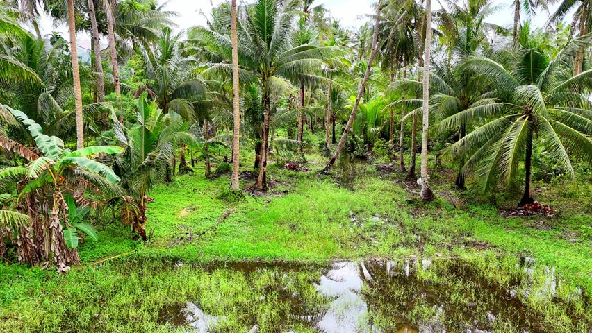 Tropical Philippine rural landscape captured with a dynamic parallax effect. The shot highlights lush fields, rustic charm, and captivating layered depth, perfect for nature and travel projects.