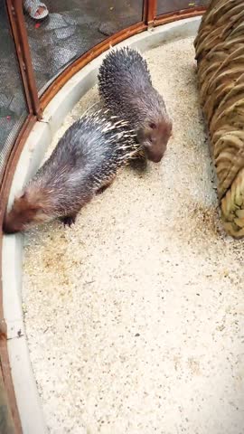 Hystrix javanica is a type of rodent from the Hystricidae tribe which is endemic to Indonesia.