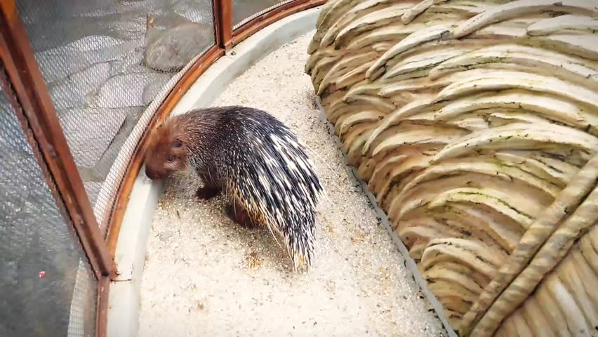 Hystrix javanica is a type of rodent from the Hystricidae tribe which is endemic to Indonesia.