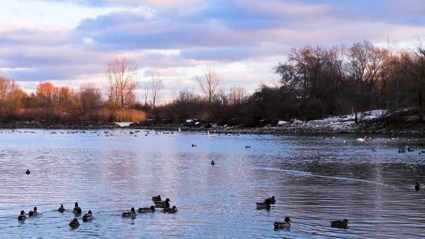 A tranquil sunset at Toronto’s waterfront near Mimico and Lake Shore. High-rise buildings glow in the golden light as ducks swim peacefully in the calm water, creating a serene urban scene.
