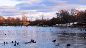 A tranquil sunset at Toronto’s waterfront near Mimico and Lake Shore. High-rise buildings glow in the golden light as ducks swim peacefully in the calm water, creating a serene urban scene. - Powered by Shutterstock - Get 15% off with code: PIKWIZARD15