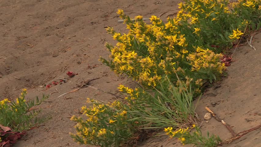 Yellow wildflowers swaying in the wind on sandy terrain with dry vegetation. Crater Lake volcanic landscape, Oregon, USA