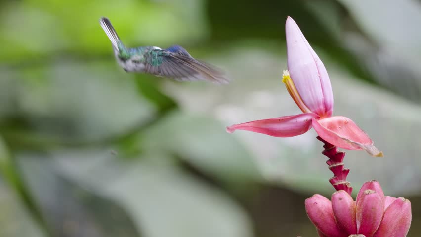 White-necked Jacobin hovers gracefully while feeding from a pink banana flower. Iridescent blue-green plumage contrasts with soft petals in sharp focus against blurred tropical foliage background.