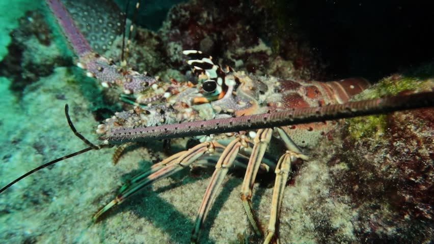Caribbean spiny lobster (panulirus argus)