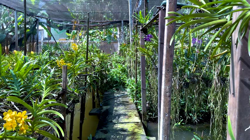 Lush orchids in a vibrant Bangkok garden