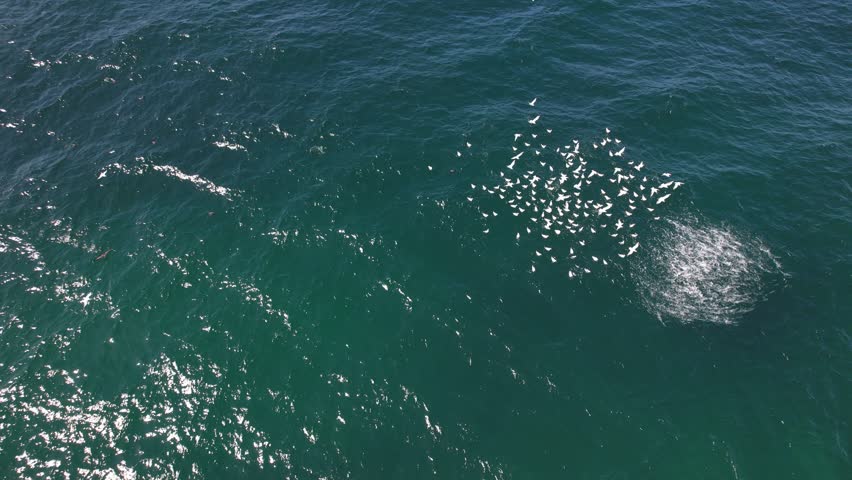 Seagulls Catching Fish In The Sea In New South Wales, Australia - Aerial Drone Shot