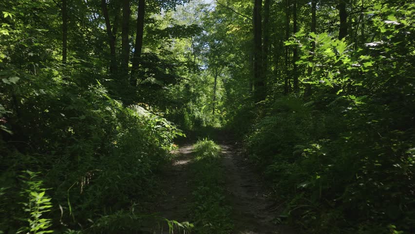 Wooded trails with sunlight filtering through trees in Wisconsin’s countryside.