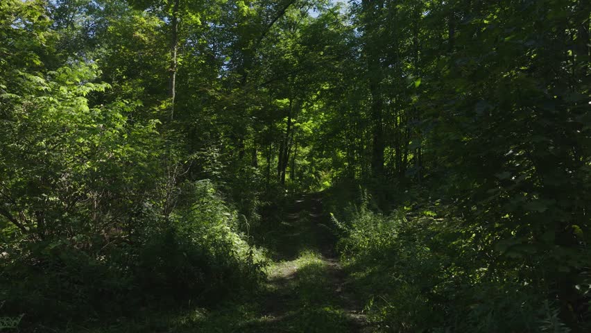 Forest landscapes with aerial and ground views of trails in Wisconsin woods.