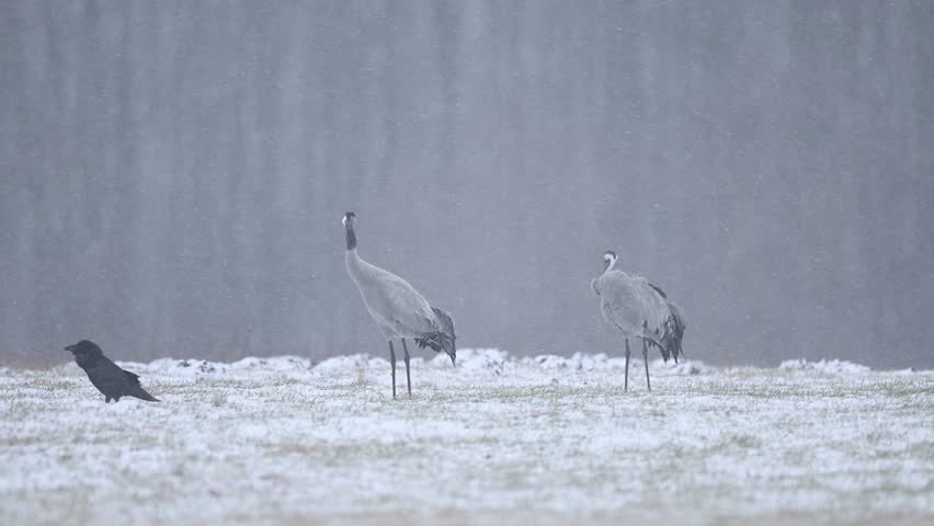 Common crane bird ( Grus grus )