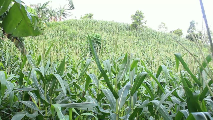 young corn plants on a small hill during the day
