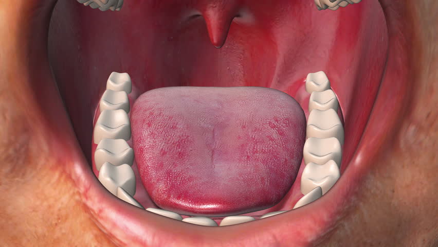 Close-up of the human mouth