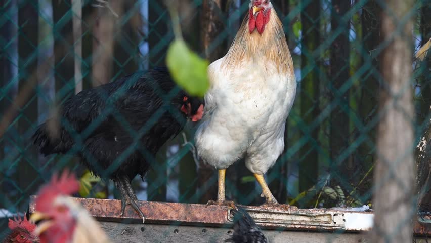 Chicken shakes and bristles her feather behind wire fence, fowl in chicken pen close up