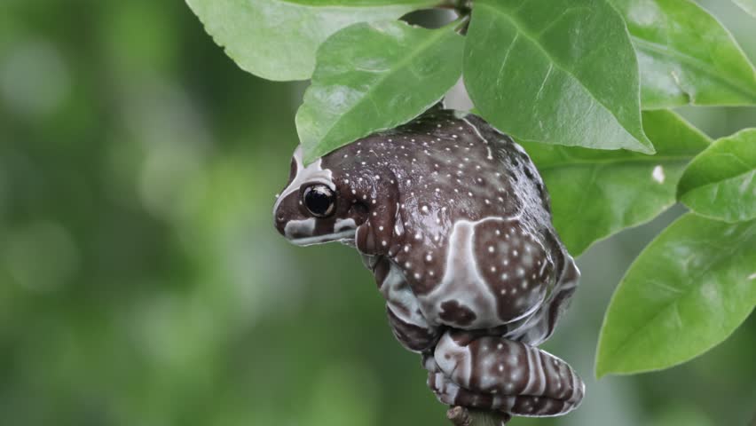 The Amazon milk frog (Trachycephalus resinifictrix) on green leaves, footage panda bear tree frog on leaf. The mission golden eyed tree frog closeup