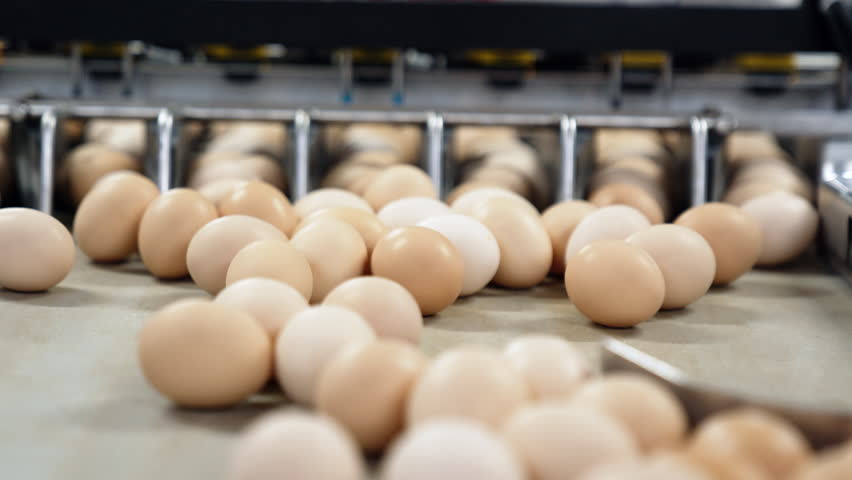Beige eggs roll to the sorting machine by the conveyor line. Poultry factory work. Close up.