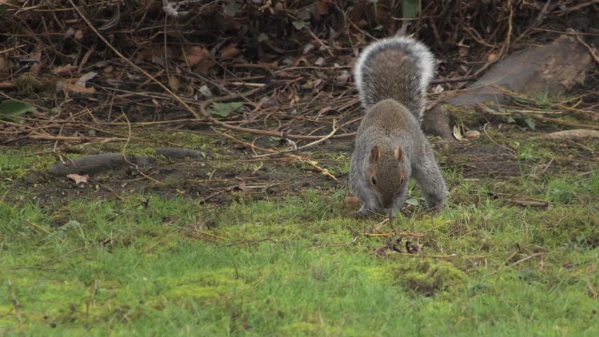 Grey Squirrel Burying Nut In Garden Then Runs Away Close Up Daytime UK Hertfordshire Borehamwood