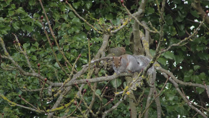 Grey Squirrel Perched On Tree Branch Cleaning Grooming Itself Daytime UK Hertfordshire Borehamwood