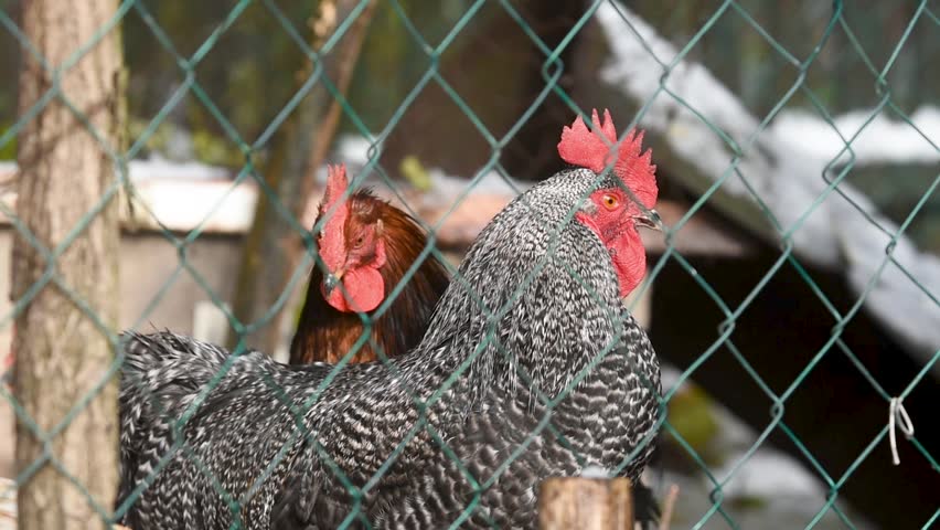 Chicken shakes and bristles her feather behind wire fence, fowl in chicken pen close up
