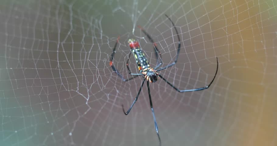 The Giant Wood Spider (Nephila pilipes) is a large, striking orb-weaving spider found in tropical and subtropical regions of Asia and Australia. Known for its golden silk webs, it is one of the larges