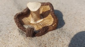 Dried shiitake on the white sand of the seaside in the summer breeze produces vitamin D - Powered by Shutterstock - Get 15% off with code: PIKWIZARD15