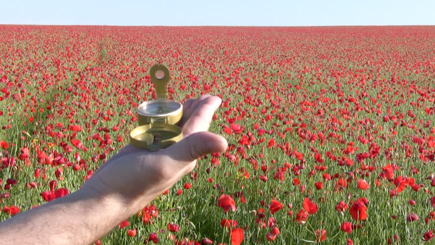 Clear, sunny weather. Endless poppy fields. Man's hand with a compass determines