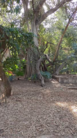 Inside view of the beautiful Hamma botanical garden. Algiers. Algeria
