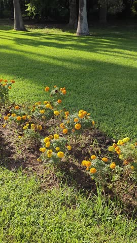 the beauty of the Hamma botanical garden, with the Martyr