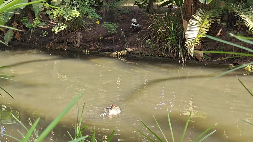 the duck lake, located in the beautiful Hamma botanical garden. Algiers. Algeria	