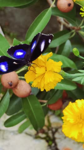 A black butterfly with blue and white markings perched on a flower when blown by the wind