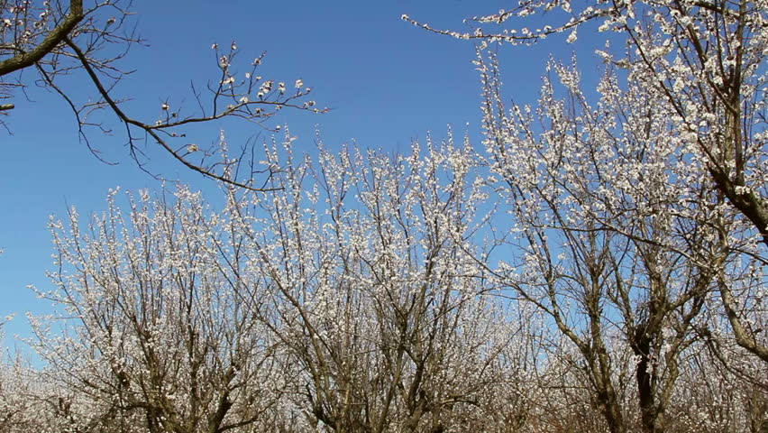Apricot Orchard / Apricot flowers blooming in springtime.