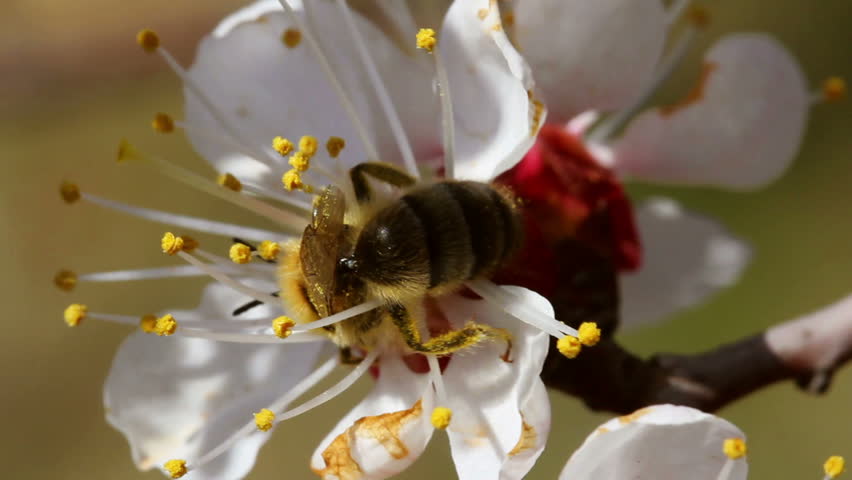 Bee pollinating apricot blossoms in spring (Macro)