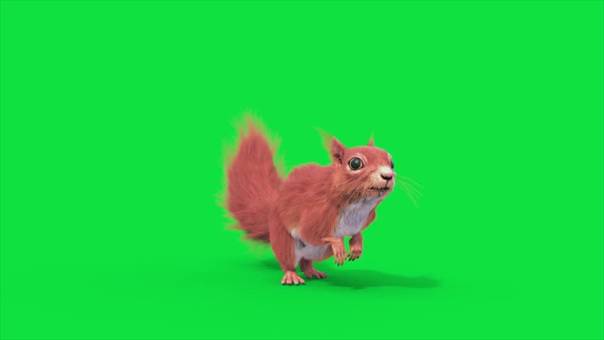 Green Screen Squirrel Rodent Run Loop Animals 3D Rendering Animation CGI 4K