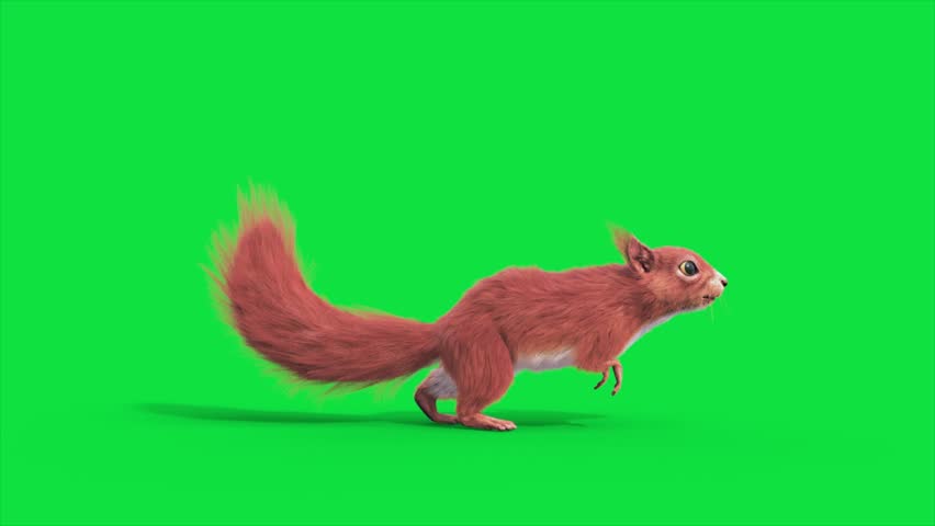 Green Screen Squirrel Rodent Run Side Loop Animals 3D Rendering Animation CGI 4K