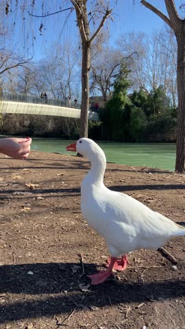 White geese swimming in the Tagus River near the Royal Palace of Aranjuez