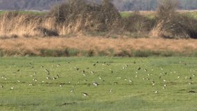 Large number of wading birds, including Lapwings, Vanellus vanellus, on grassland at Slimbridge on the Severn Estuary. Gloucestershire. England. UK. Winter - Powered by Shutterstock - Get 15% off with code: PIKWIZARD15