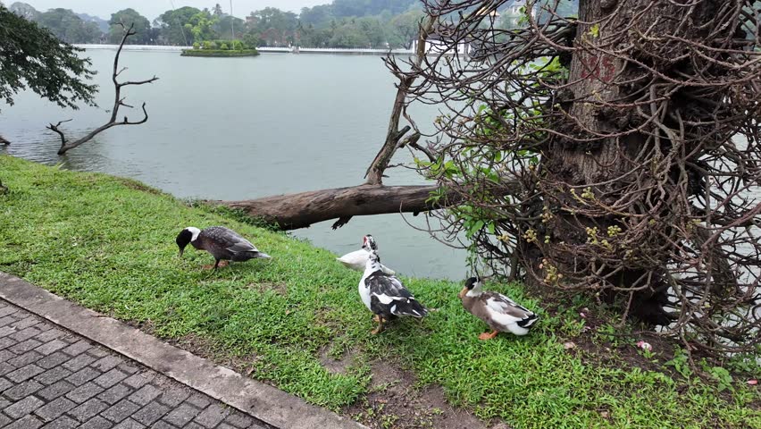 4K Video of ducks hanging out near Kandy Lake in Kandy City, Sri Lanka