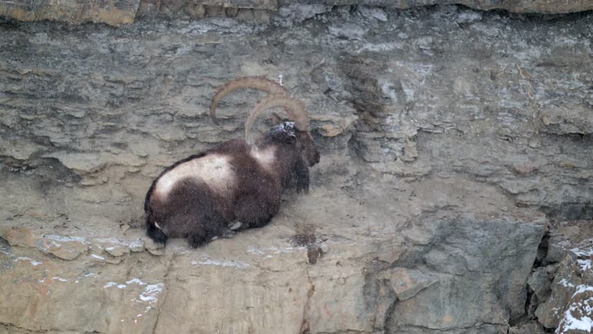 Himalayan Ibex male with long horn taking shelter during a Himalaya snow storm, with snow covered mountain landscape and cliff