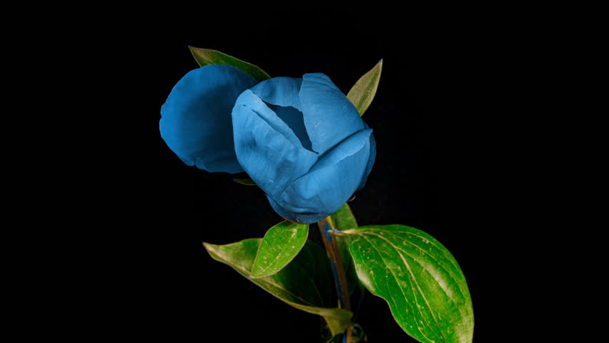 Beautiful Blue Peony with Yellow Stamens on a Black Background. Blooming Peony Flower Open in Time lapse Video. Easter, Spring, Valentine