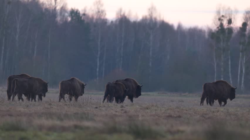 Europhean Bison, Bison bonasus, big brown animal in the nature habitat, Bialowieza NP, Poland. Wildlife scene from nature. Big brown European bison. Poland snow winter wildlife. 